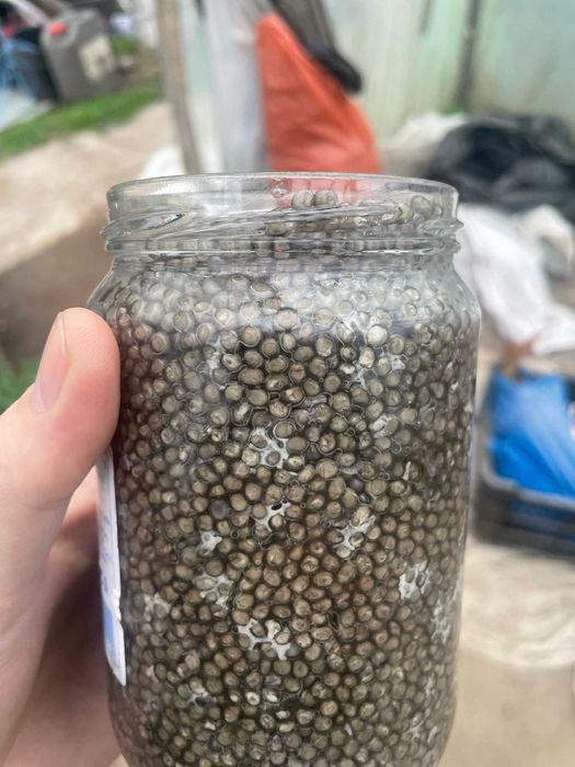 Icre negre si icre rosii- delicatese