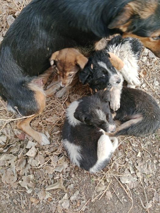 Отдам в добрые руки