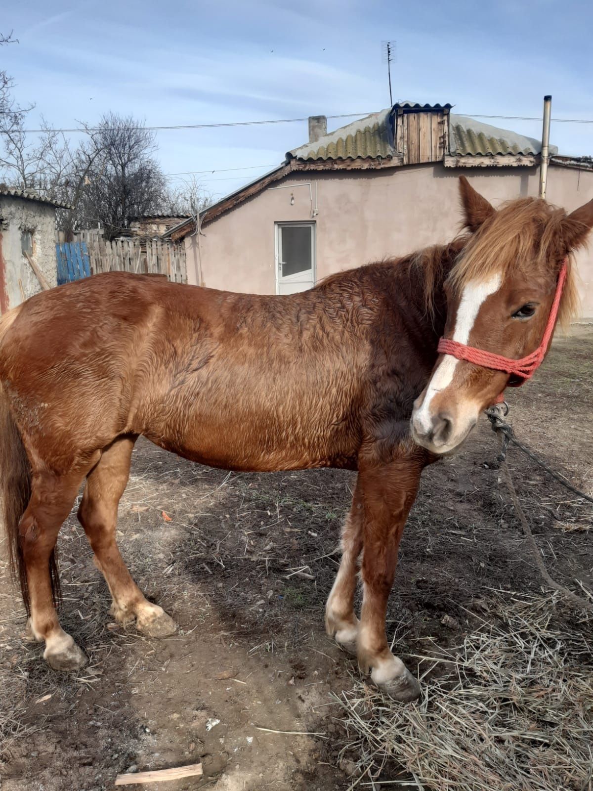 Iapă de vânzare sau de schimb