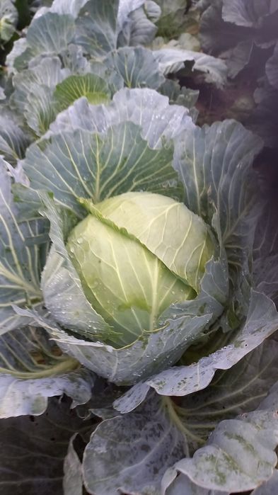 Vând varză de murat 1,8lei/kg.
