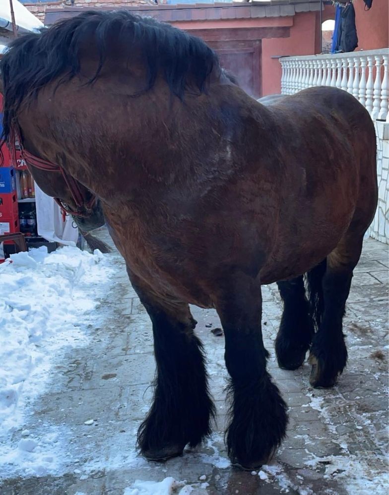 Armăsar Ardenez de montă
