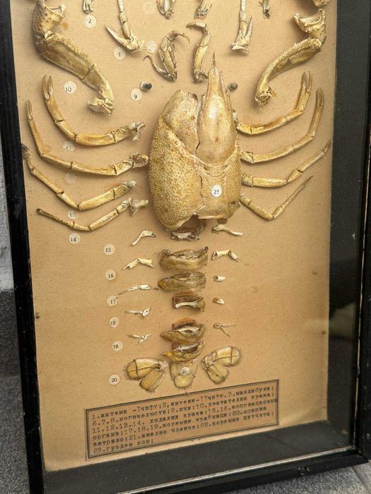 Соц Учебен Модел на Рак Разчленен Учтехпром