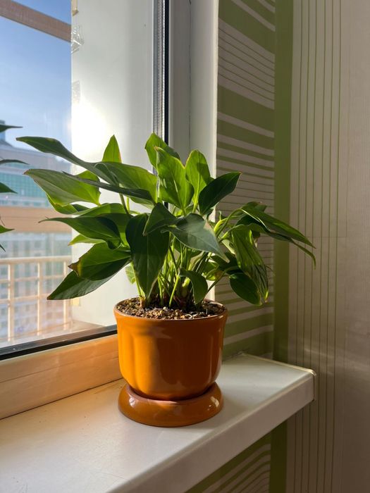 Комнатное растение мужское счастье антуриум лили