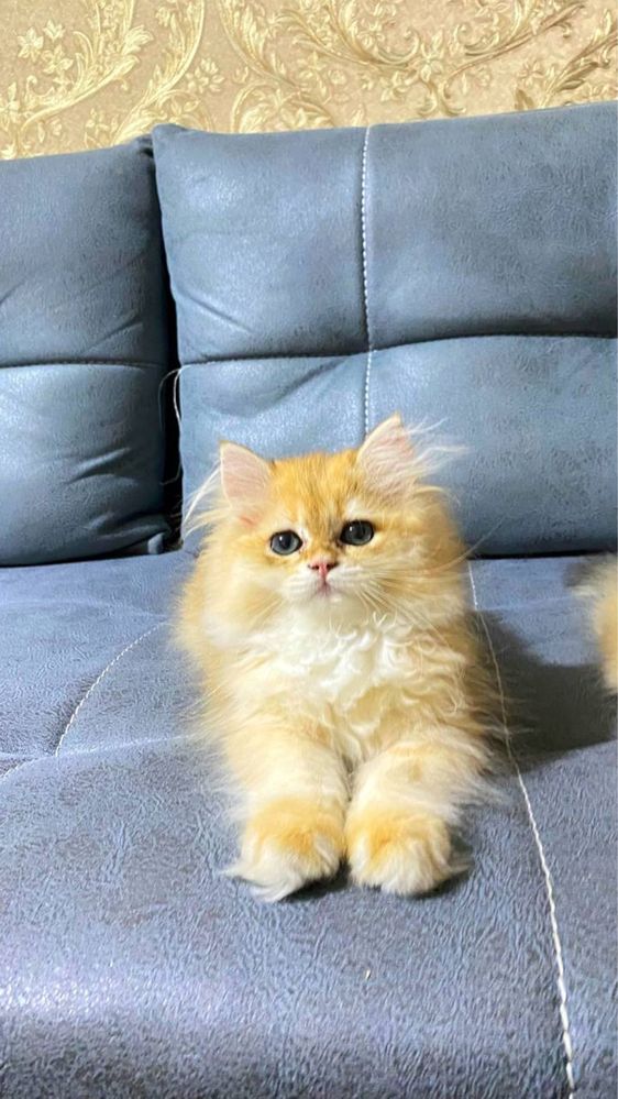 Золотистий шиншила хейлинд
