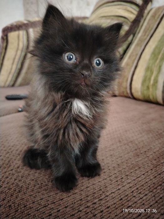 Малыши 1,5 мес. Пушистики. В любящую, ответтвенную семью.