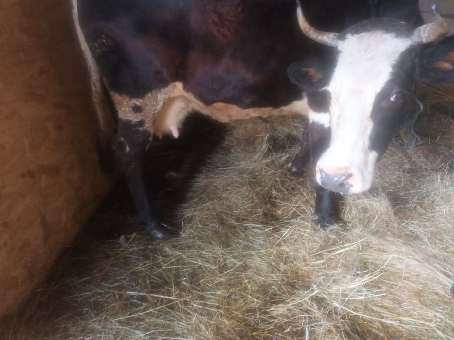 Vind vaca de7an de tinut e buna blinda 9l lapte montata in8 sept,și o