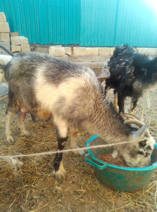 Срочно Орыс ешкі  лағымен сатылады