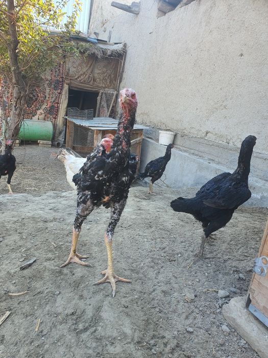 Хурозлар сотилади