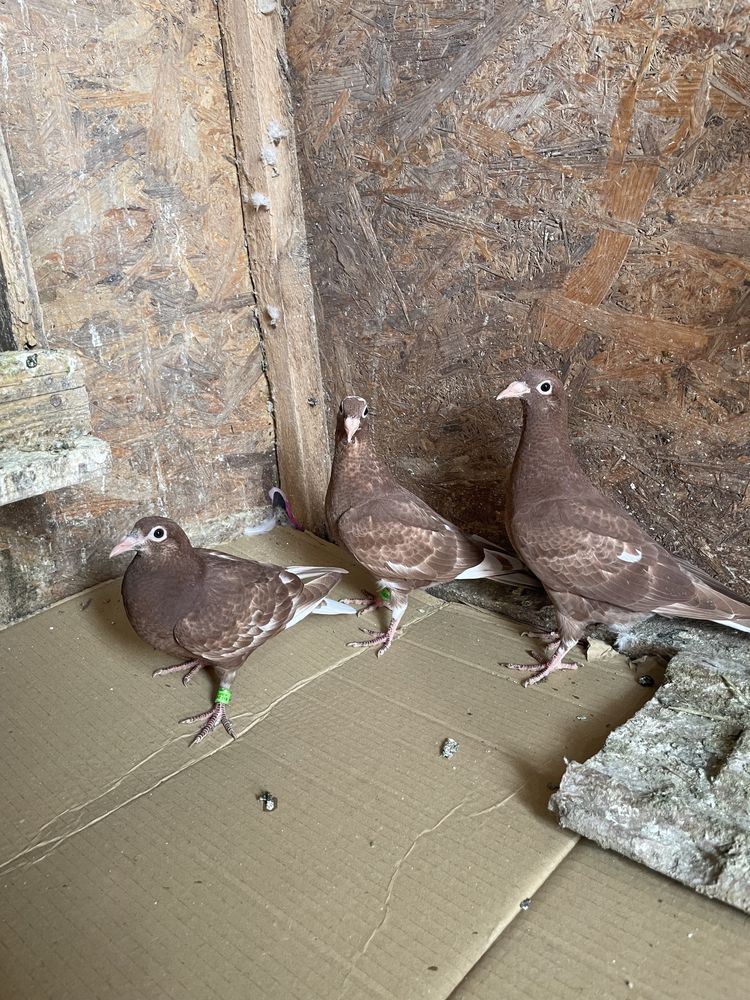 Porumbei meulemans