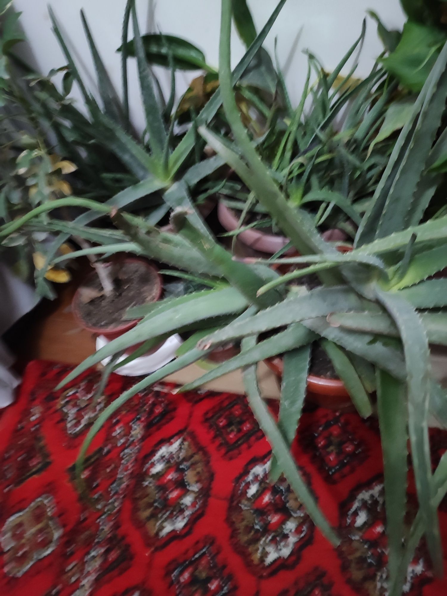 Aloe gullari sotiladi