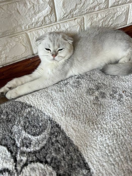 Scotish fold serebro mushuk sotiladi
Og’il bola
(5 oyli) 
Ko’zlari