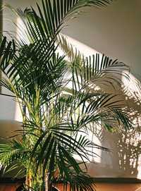 Растение Пальма Дипсис многолетнее