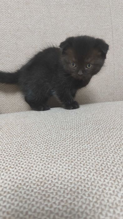 Продам котенка попродистого