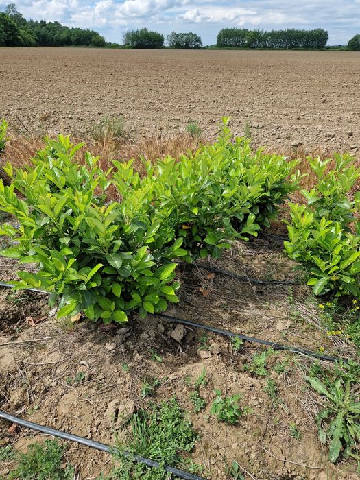 Prunus laurocerasus extra calitate