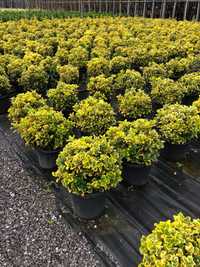 Buxus. Lorupetalum. Eunimus.