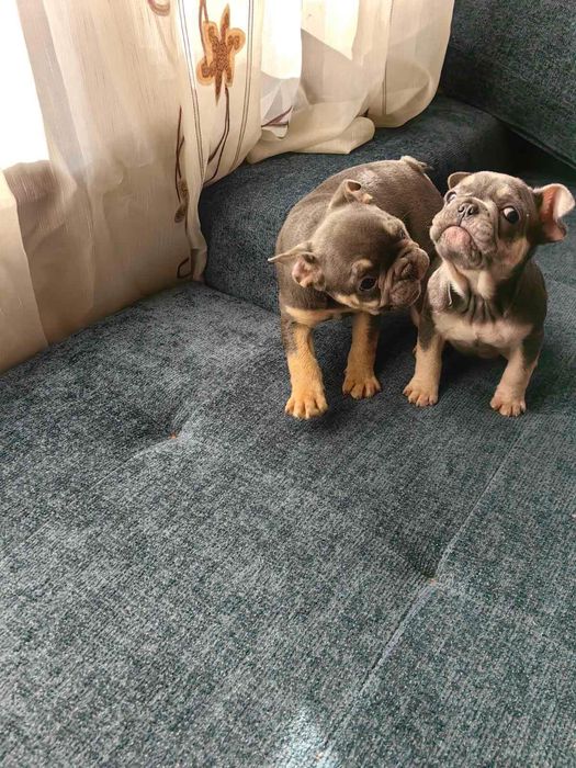 Две прекрасни момиченца