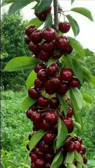 Pomi Fructiferi Columnari ( CIRES)