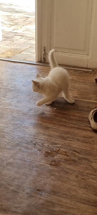 Котята  продаются