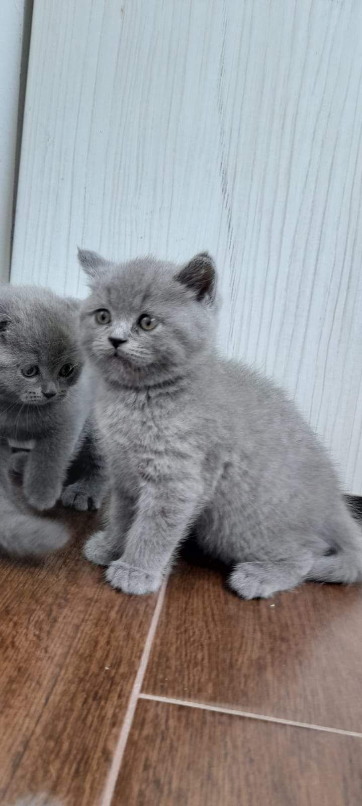 Pisicuțe British Shorthair Blue și Scottish Fold