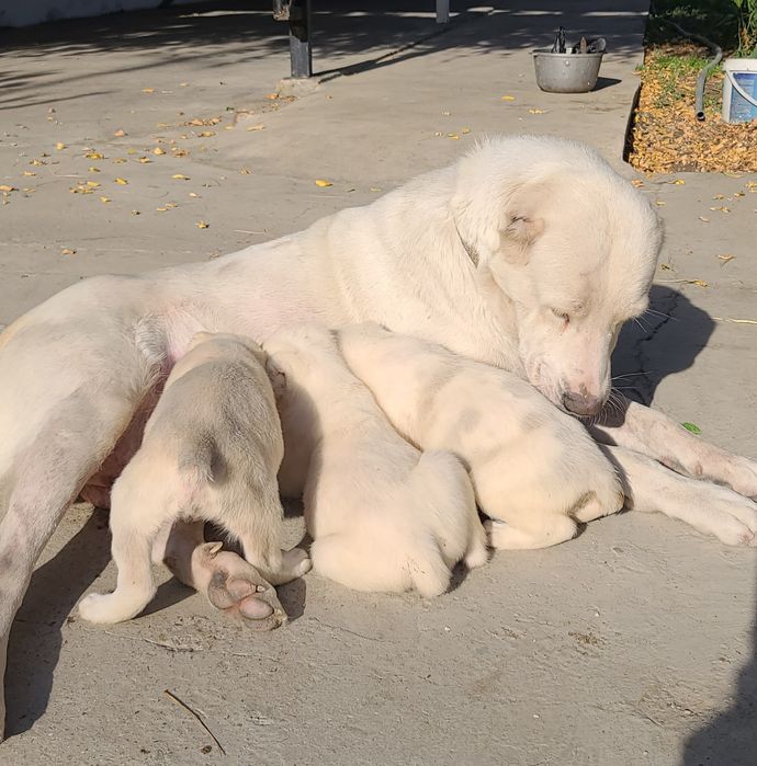 Щенки алабай готовятся к продаже