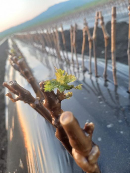 Butași viță de vie anul 2 și anul 3