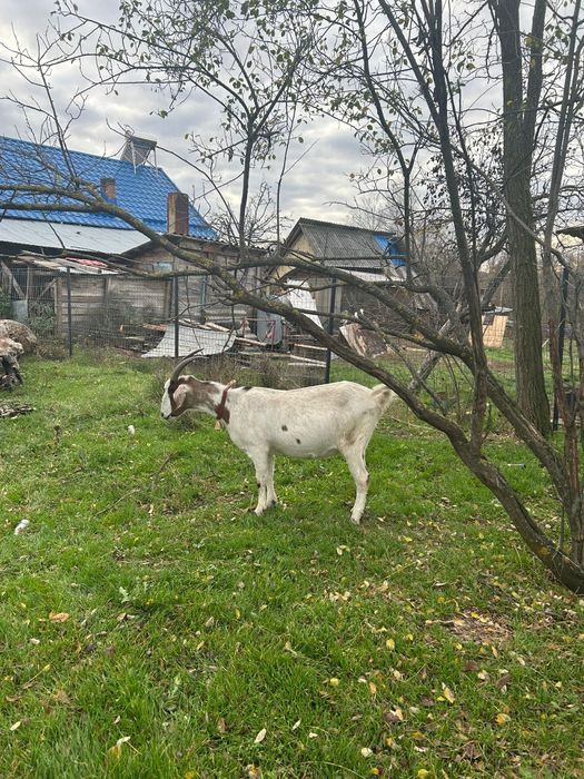 Vând capre de rasa 2500de lei ambele, ușor negociabil