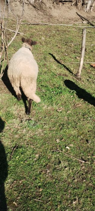 Berbec de rasă ,sănătos calitate garantată