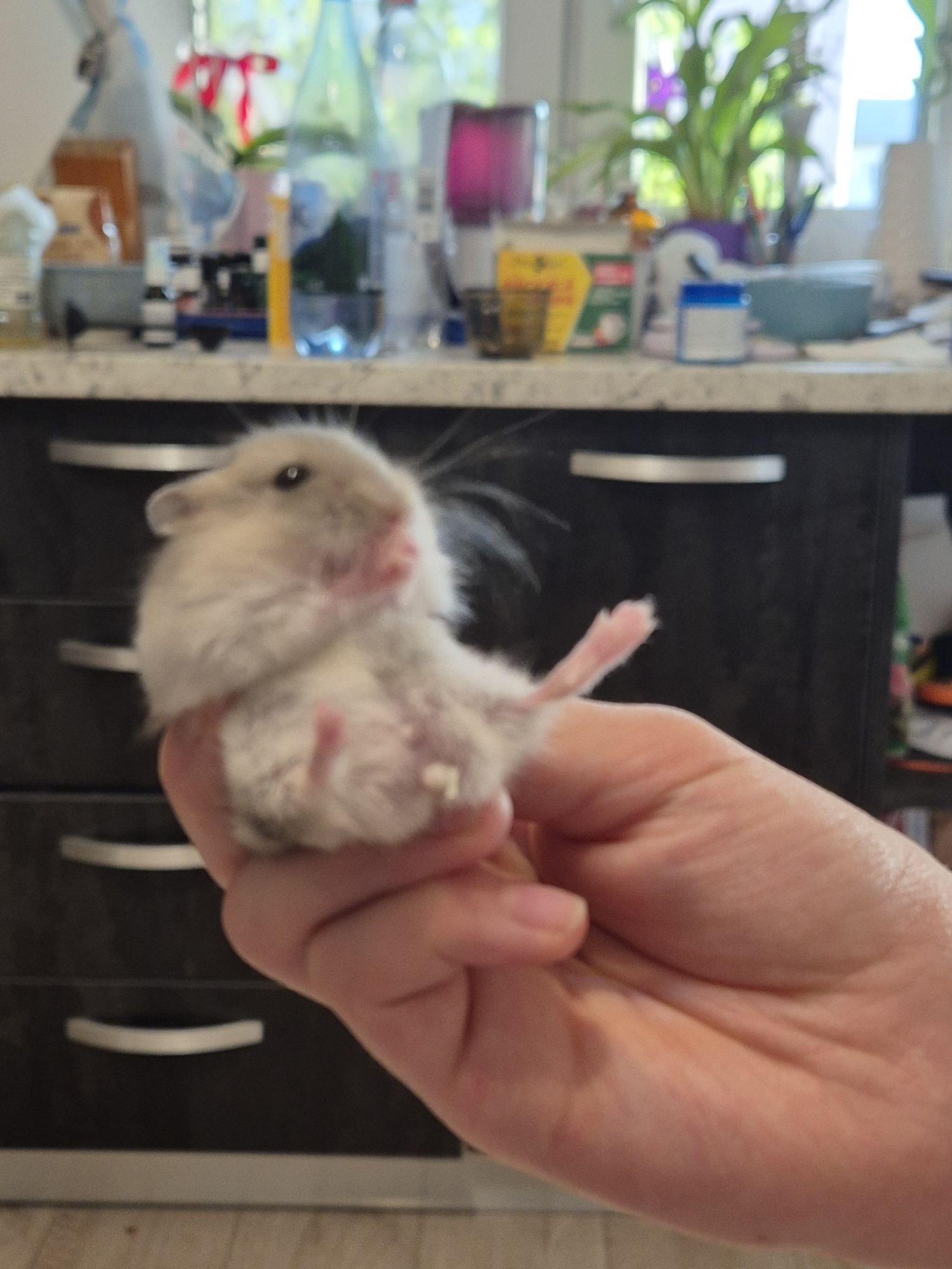 Donez 5  pui de de hamster pitic
