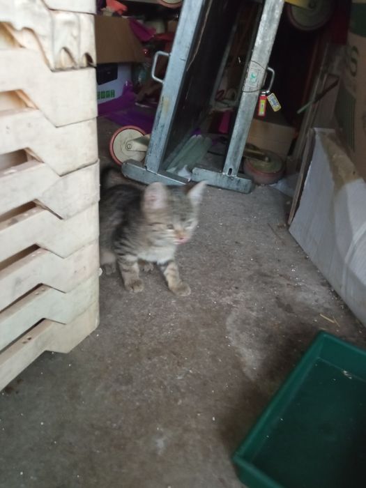 Малки бебета търсят дом