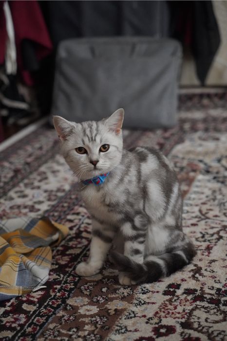 Vyaskaga skotish strayt mushuk tekinga qilamiz