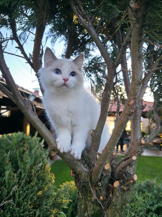 Ragdol/Рагдол на 3 месеца Две женски с родословие