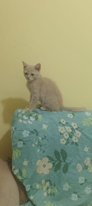 Продаю британских кроткошорстных