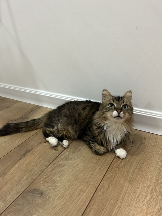 Отдам кошку в добрые руки