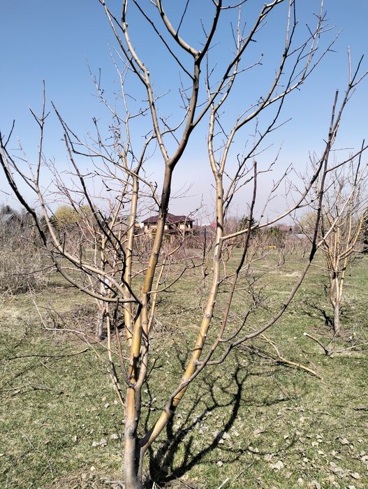 Качественная Обрезка Плодовых Деревьев