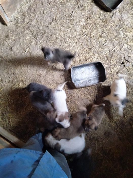 Donez căței metis Ciobanesc