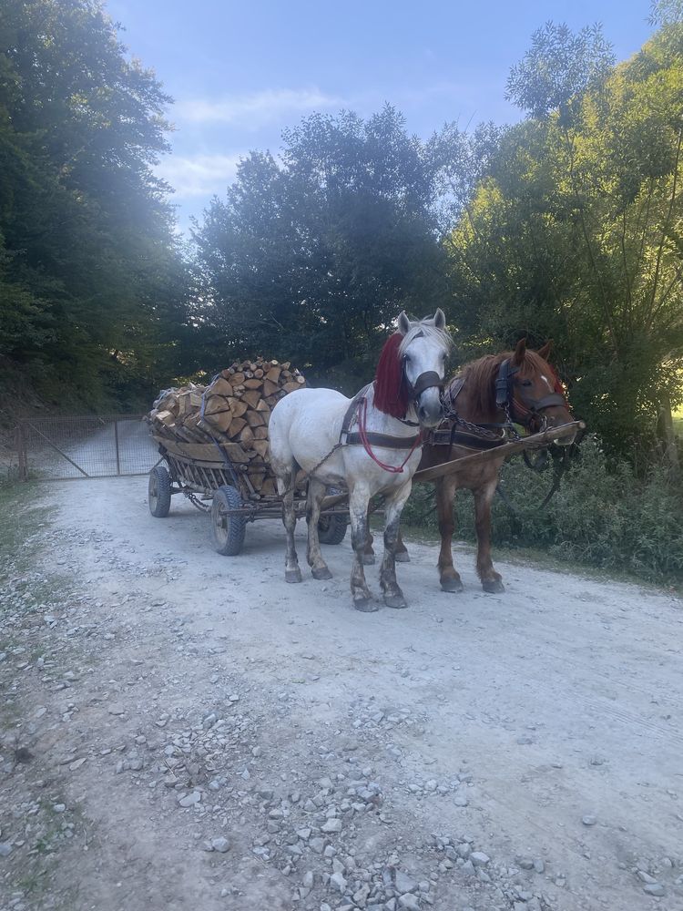 Cal de vanzare 8 ani