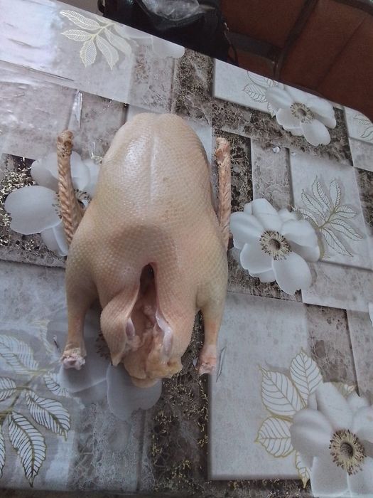 Гусей  домашних тушками