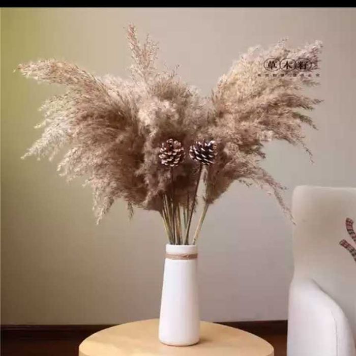 Pampas uscat  natur
