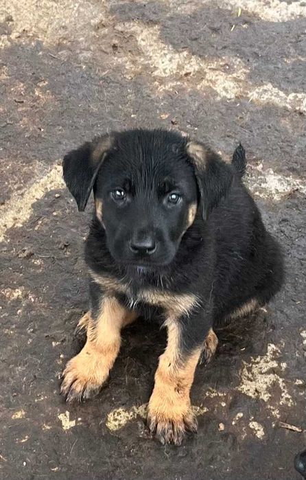 Pui ciobanesc german