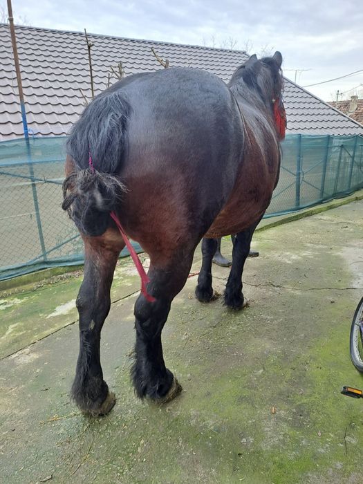 Iapa de vâzare de 5 ani