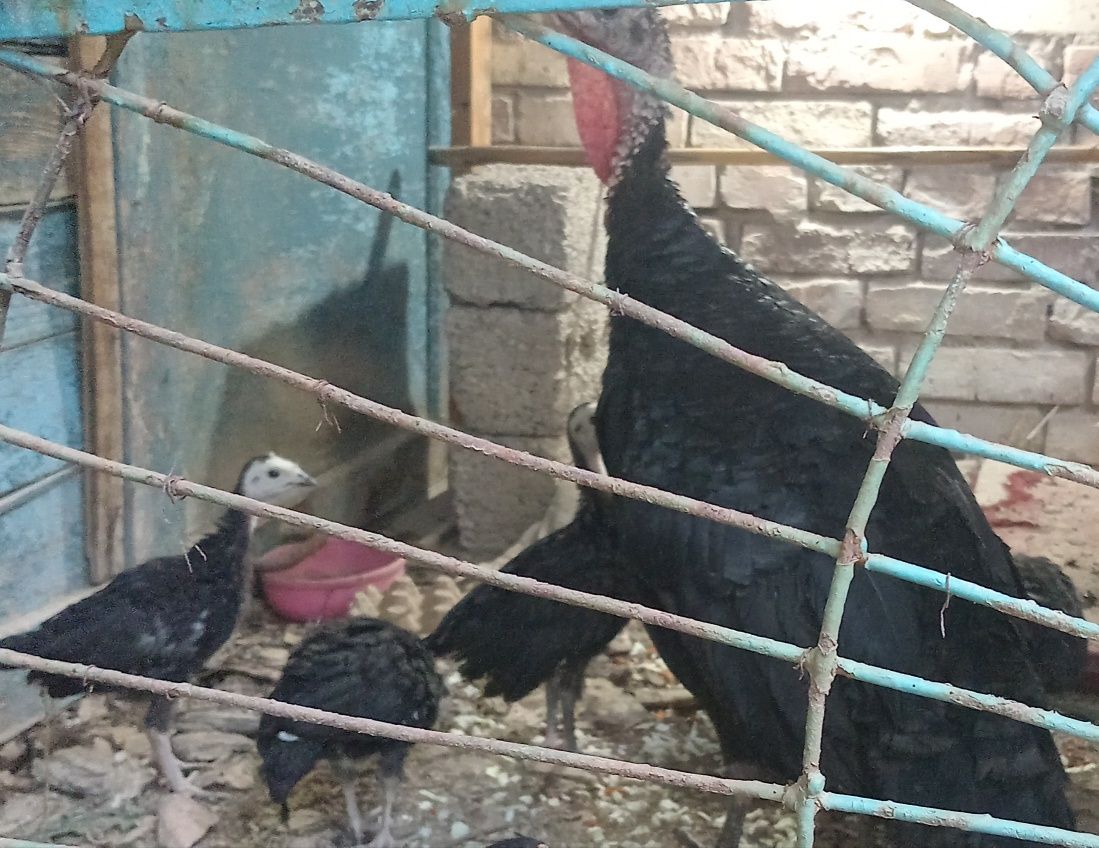 Продаются домашние индюшата, индюшка и индюк