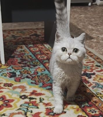Котенок Шиншилла 3 мес