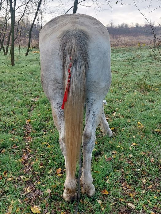 Iapă de vânzare  bună de căruță