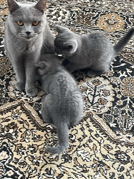 Британски котета