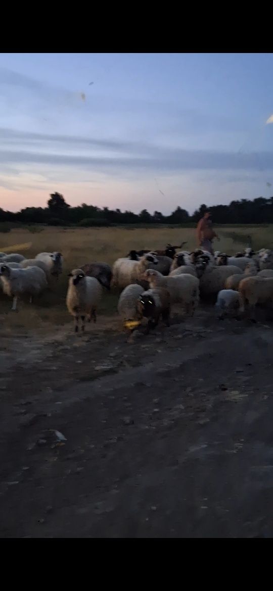 Oi de vanzare cu tot cu miei