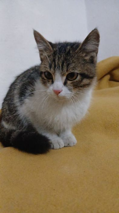 Отдам котенка мальчик