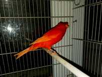 Vand canari Eforie Sud