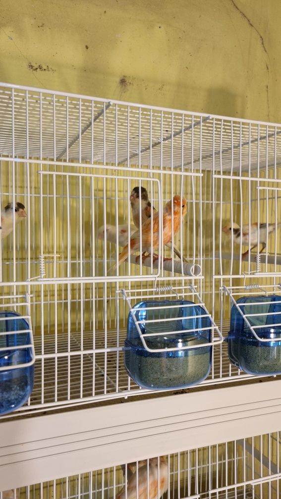 Canari de vanzare