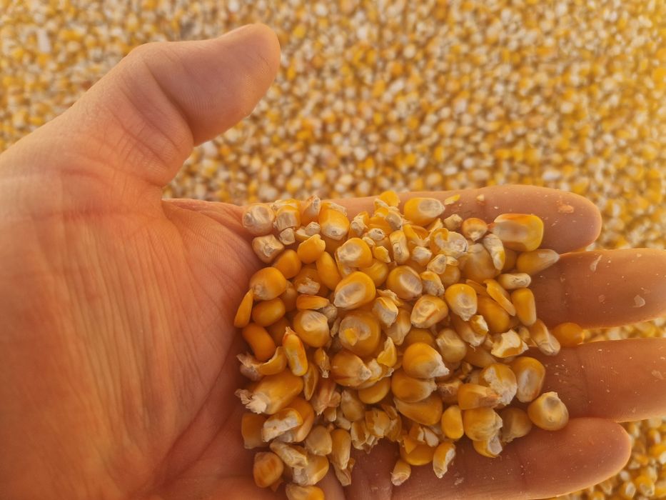 Porumb boabe producție  2025 ambalat la 40 kg