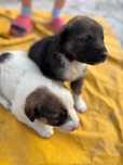 Pui spre adoptie